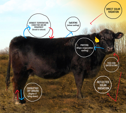cattle heat stress managment
